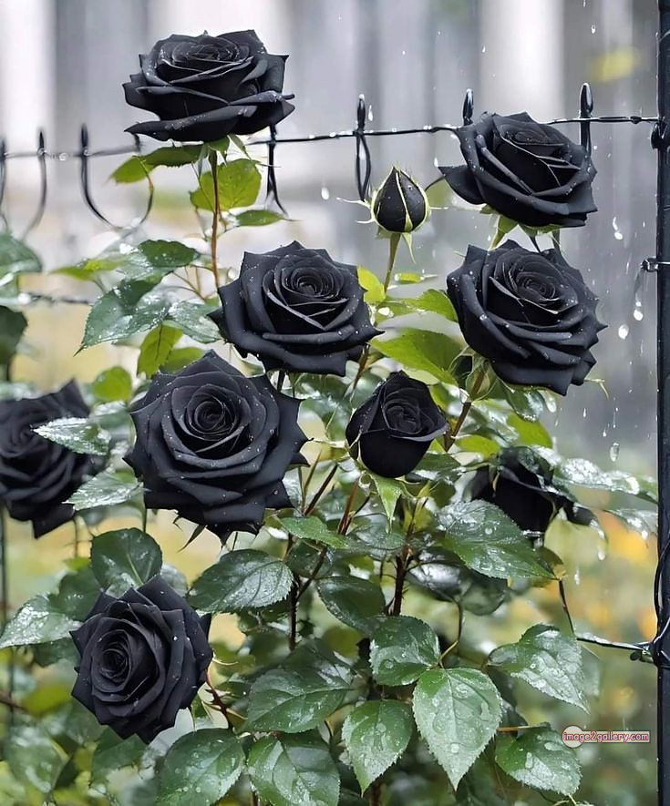 3300+ Beautiful Rose Flowers Image | Rose Flower HD Pic Download | 1239 black colour rose flower -(7)