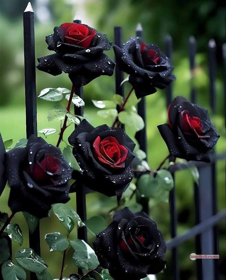 3300+ Beautiful Rose Flowers Image | Rose Flower HD Pic Download | 560 black flower rose -
