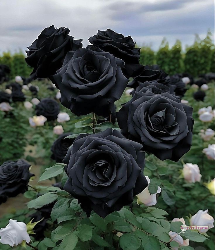 3300+ Beautiful Rose Flowers Image | Rose Flower HD Pic Download | 199 black flower rose -(13)