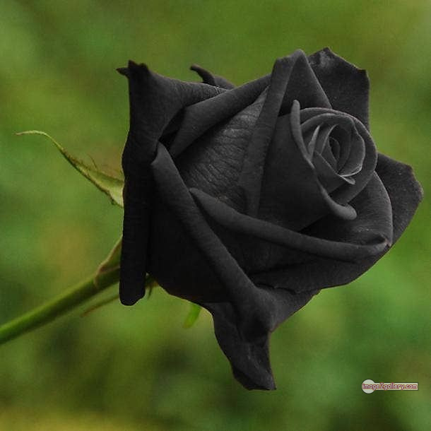 3300+ Beautiful Rose Flowers Image | Rose Flower HD Pic Download | 187 black flower rose -(15)