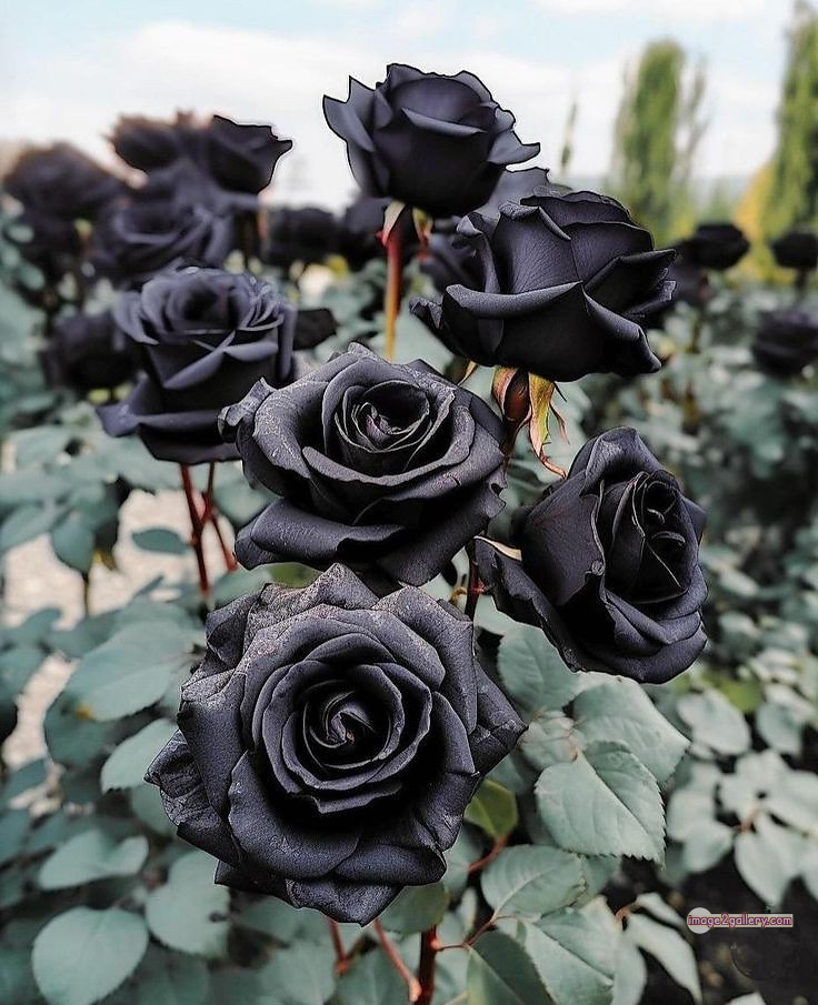 3300+ Beautiful Rose Flowers Image | Rose Flower HD Pic Download | 230 black flower rose -(16)