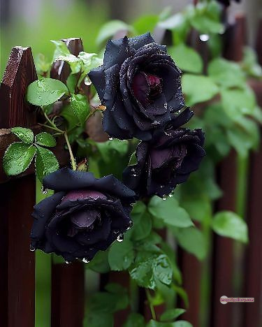 3300+ Beautiful Rose Flowers Image | Rose Flower HD Pic Download | 77 black flower rose -(17)