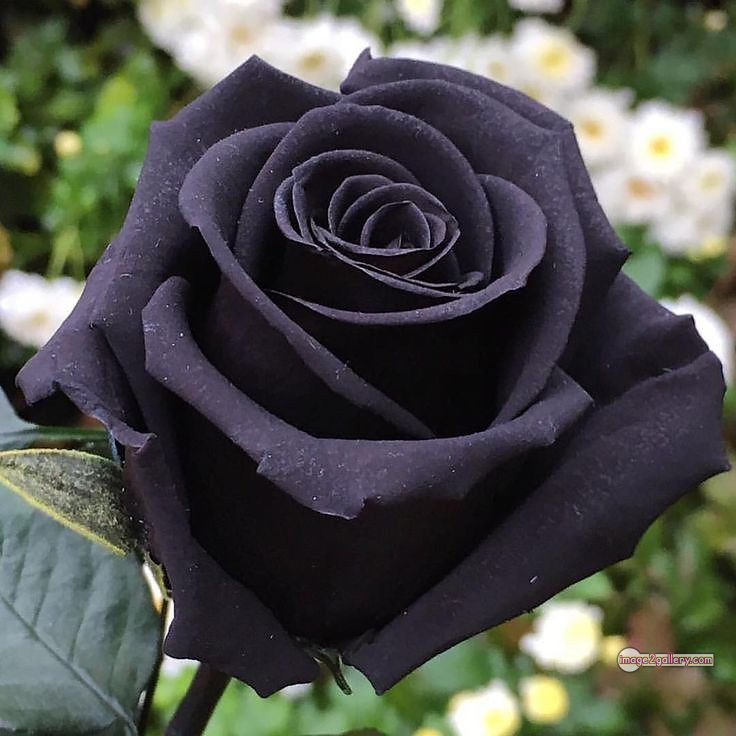 3300+ Beautiful Rose Flowers Image | Rose Flower HD Pic Download | 1304 black flower rose -(18)