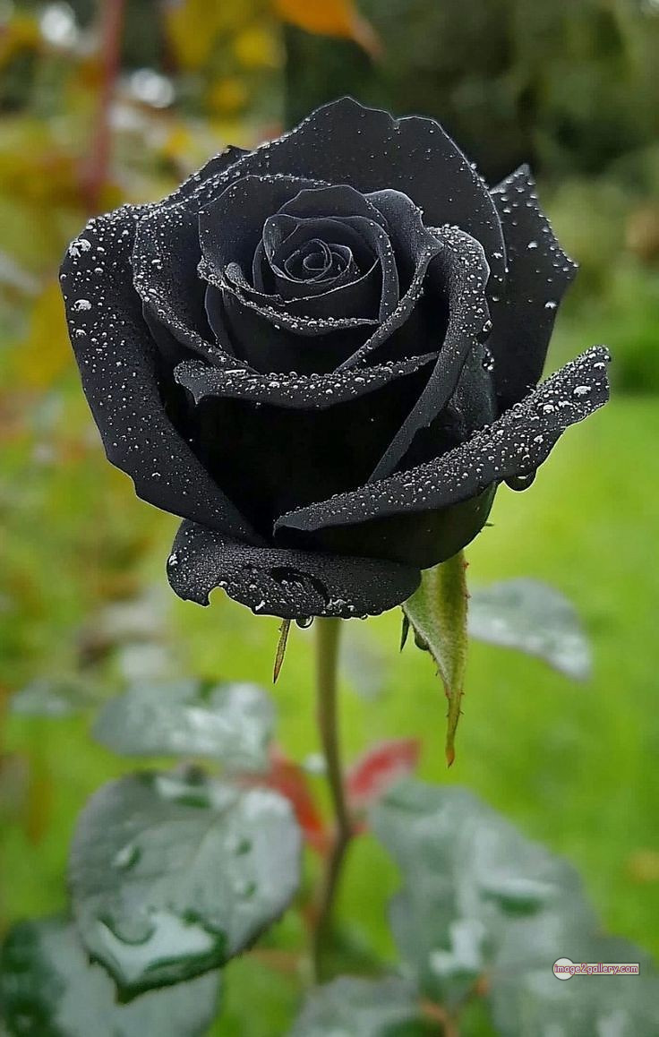 3300+ Beautiful Rose Flowers Image | Rose Flower HD Pic Download | 132 black flower rose -(19)