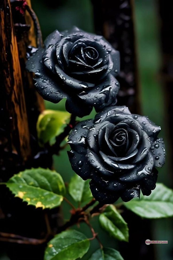 3300+ Beautiful Rose Flowers Image | Rose Flower HD Pic Download | 2026 black flower rose -(2)