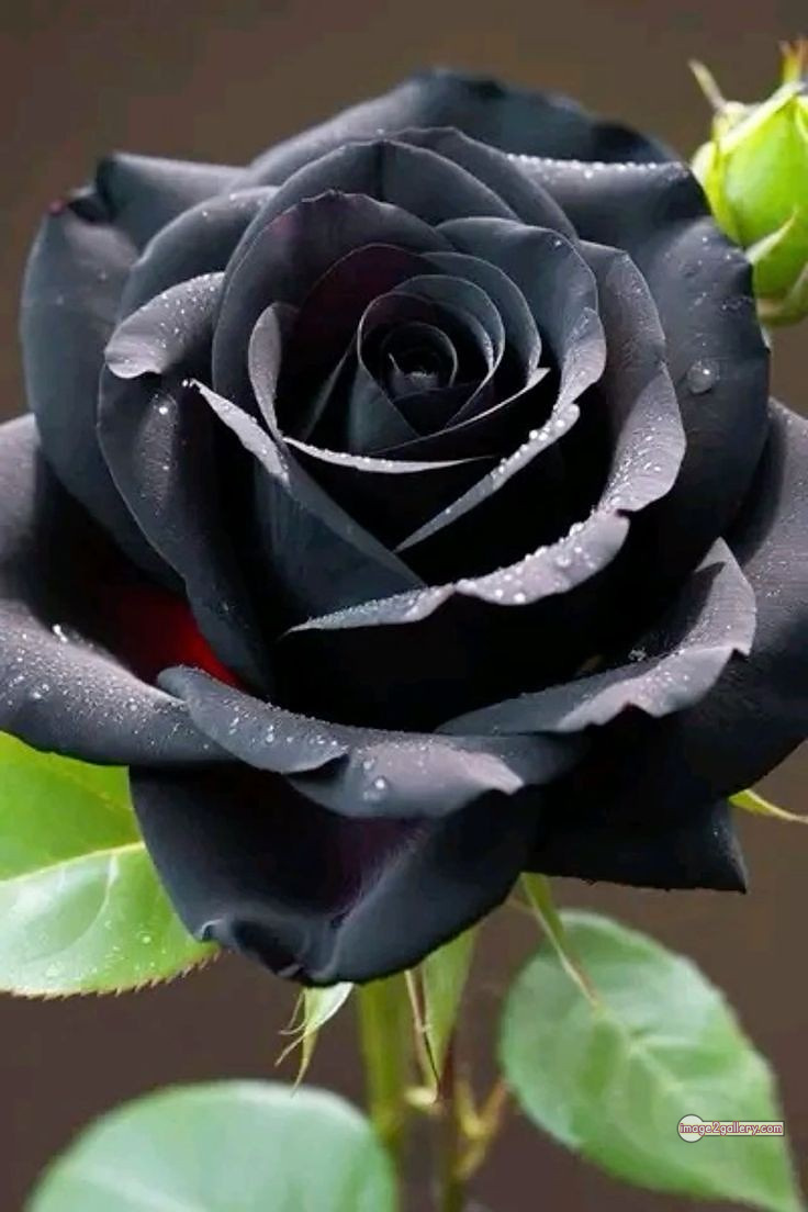 3300+ Beautiful Rose Flowers Image | Rose Flower HD Pic Download | 134 black flower rose -(21)