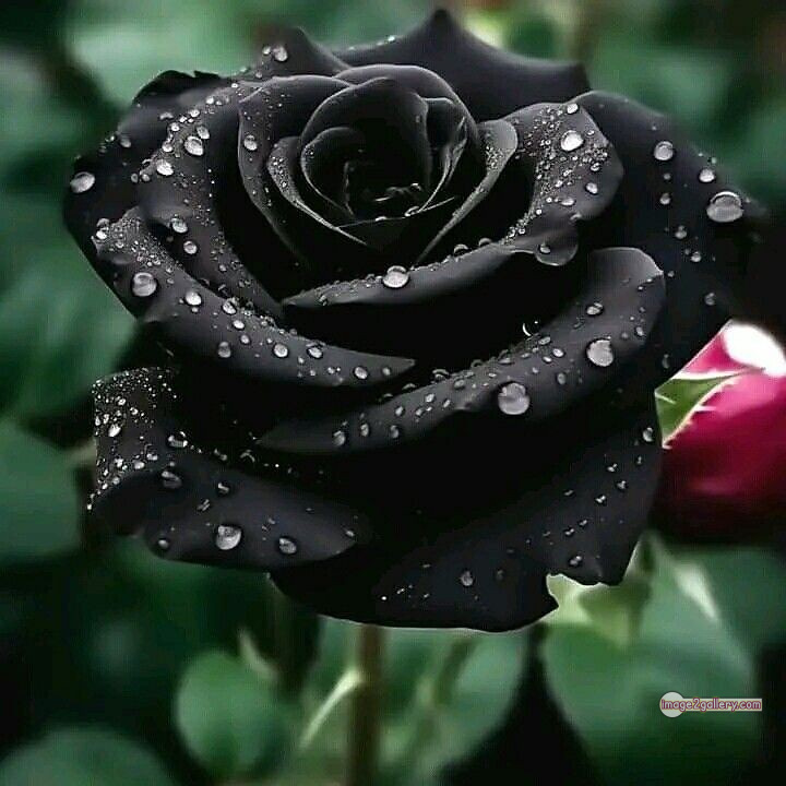 3300+ Beautiful Rose Flowers Image | Rose Flower HD Pic Download | 1149 black flower rose -(22)