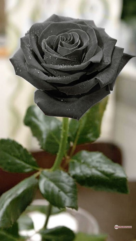 3300+ Beautiful Rose Flowers Image | Rose Flower HD Pic Download | 2747 black flower rose -(26)
