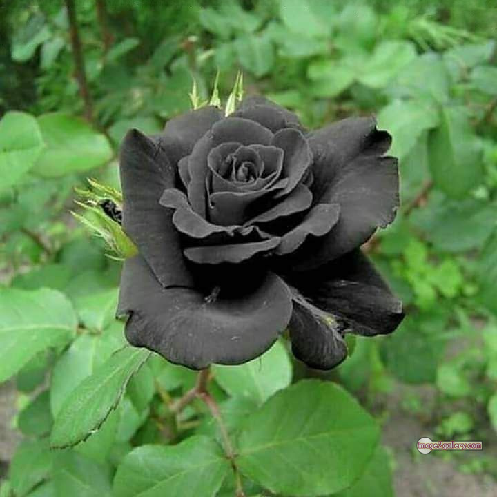 3300+ Beautiful Rose Flowers Image | Rose Flower HD Pic Download | 1693 black flower rose -(28)