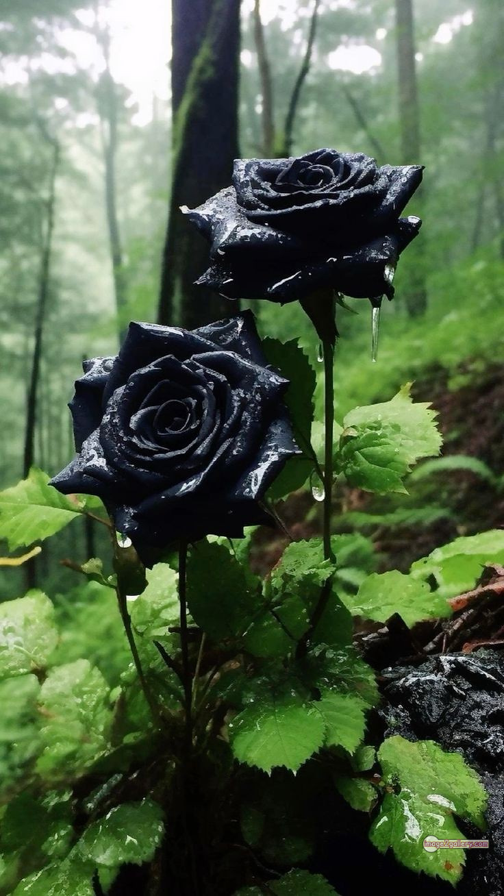 3300+ Beautiful Rose Flowers Image | Rose Flower HD Pic Download | 1288 black flower rose -(3)