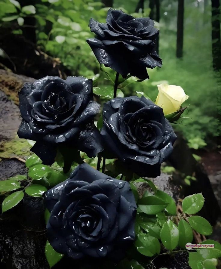3300+ Beautiful Rose Flowers Image | Rose Flower HD Pic Download | 1241 black flower rose -(5)