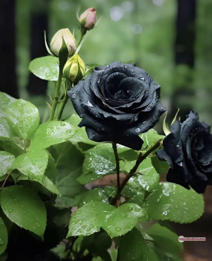 3300+ Beautiful Rose Flowers Image | Rose Flower HD Pic Download | 1347 black flower rose -(6)