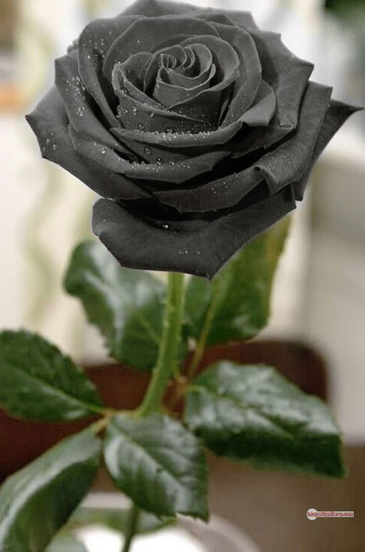 3300+ Beautiful Rose Flowers Image | Rose Flower HD Pic Download | 2050 black flower rose -(8)