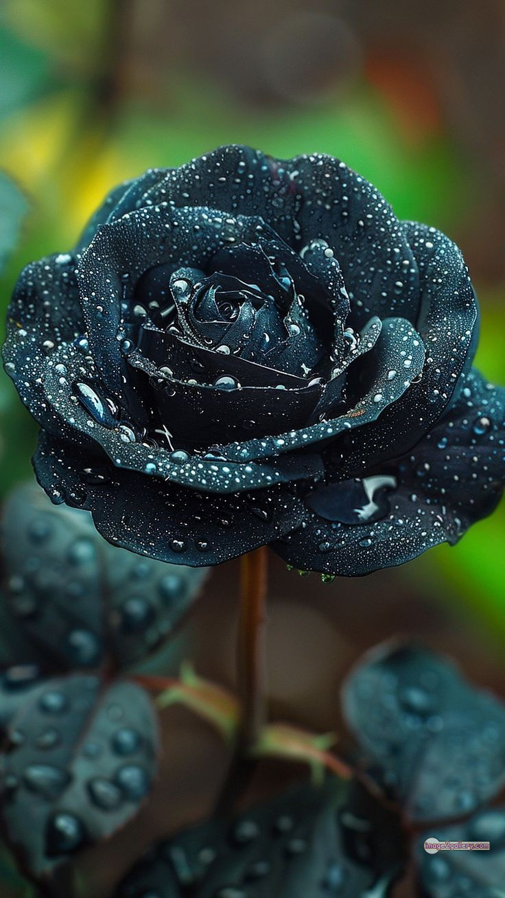 3300+ Beautiful Rose Flowers Image | Rose Flower HD Pic Download | 17 black rose -