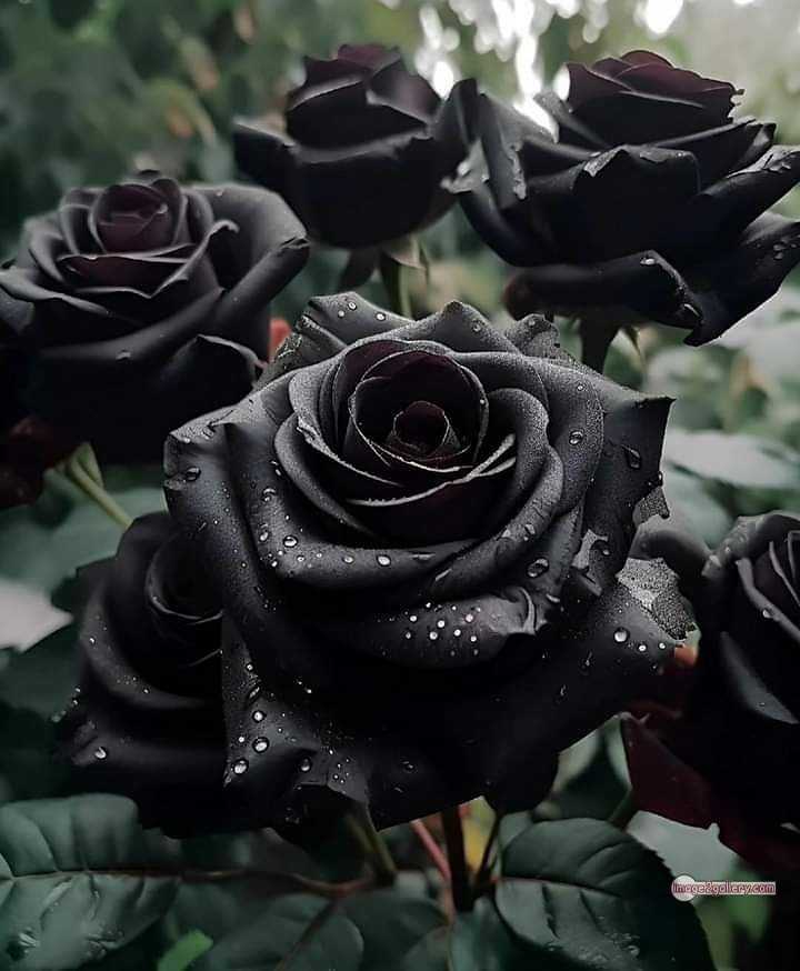 3300+ Beautiful Rose Flowers Image | Rose Flower HD Pic Download | 1302 black rose -(4)