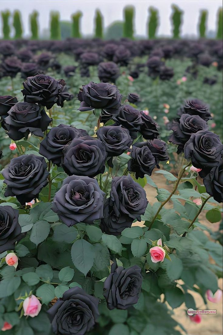3300+ Beautiful Rose Flowers Image | Rose Flower HD Pic Download | 880 black rose -(5)