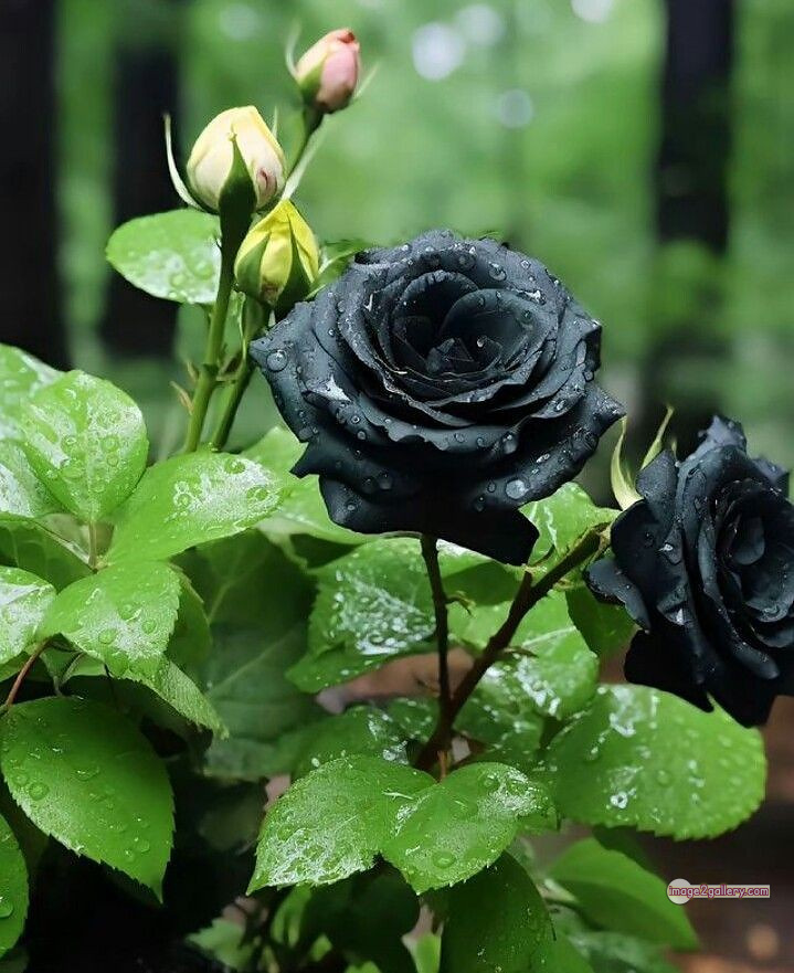3300+ Beautiful Rose Flowers Image | Rose Flower HD Pic Download | 61 black rose -(6)