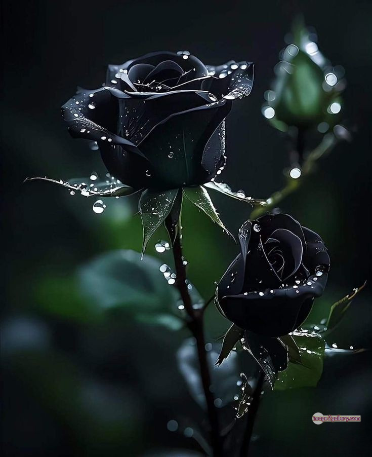 3300+ Beautiful Rose Flowers Image | Rose Flower HD Pic Download | 825 black rose bouquets -
