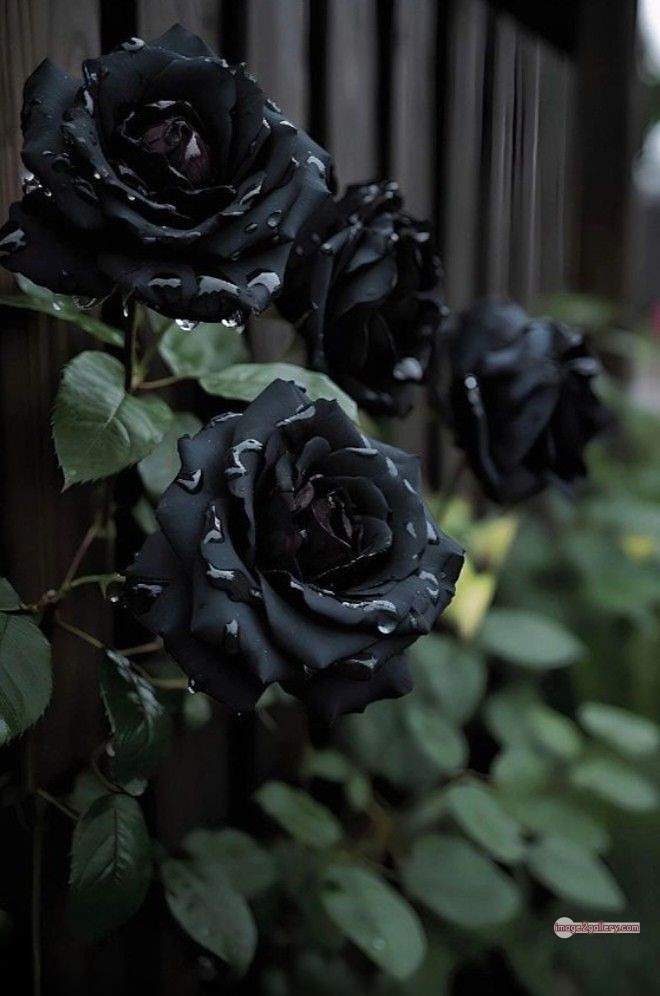 3300+ Beautiful Rose Flowers Image | Rose Flower HD Pic Download | 1987 black rose bouquets -(1)