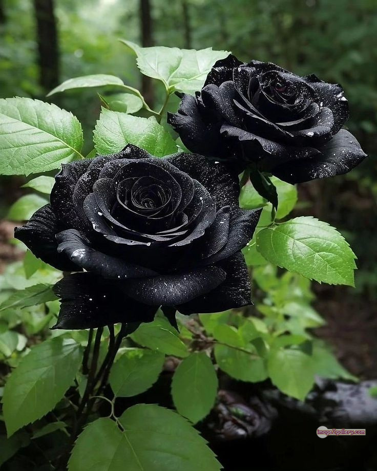 3300+ Beautiful Rose Flowers Image | Rose Flower HD Pic Download | 1250 black rose bouquets -(10)