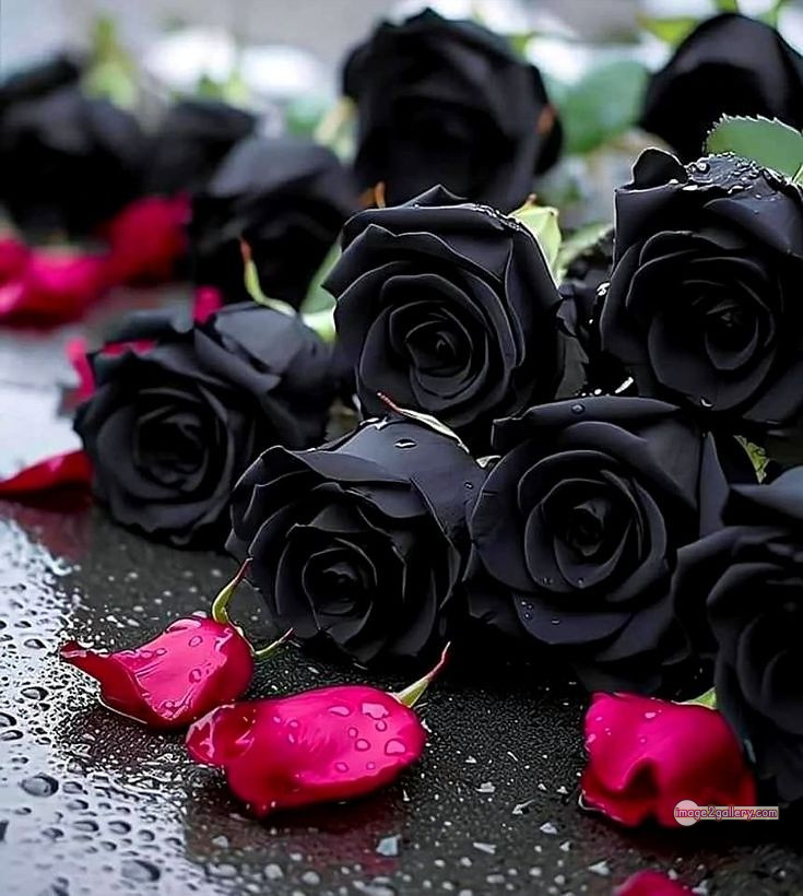 3300+ Beautiful Rose Flowers Image | Rose Flower HD Pic Download | 766 black rose bouquets -(11)