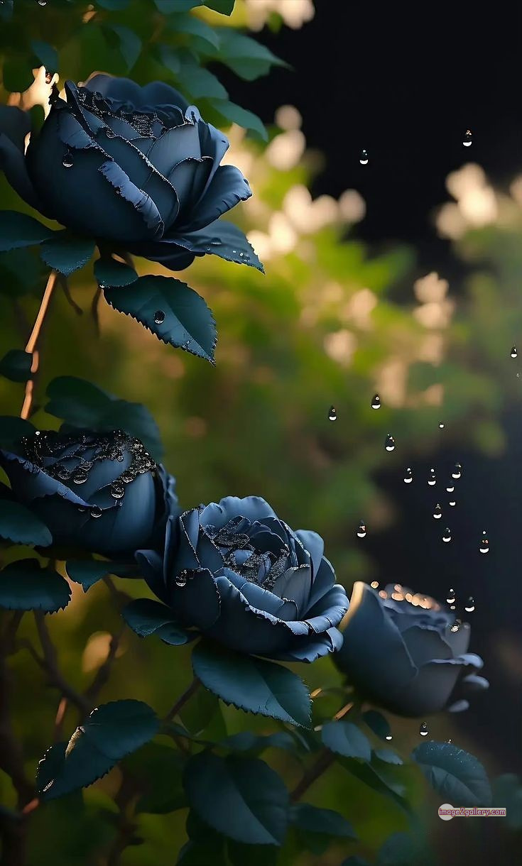 3300+ Beautiful Rose Flowers Image | Rose Flower HD Pic Download | 824 black rose bouquets -(3)