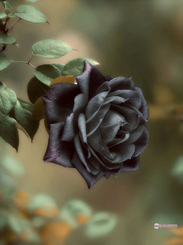 3300+ Beautiful Rose Flowers Image | Rose Flower HD Pic Download | 817 black rose bouquets -(5)