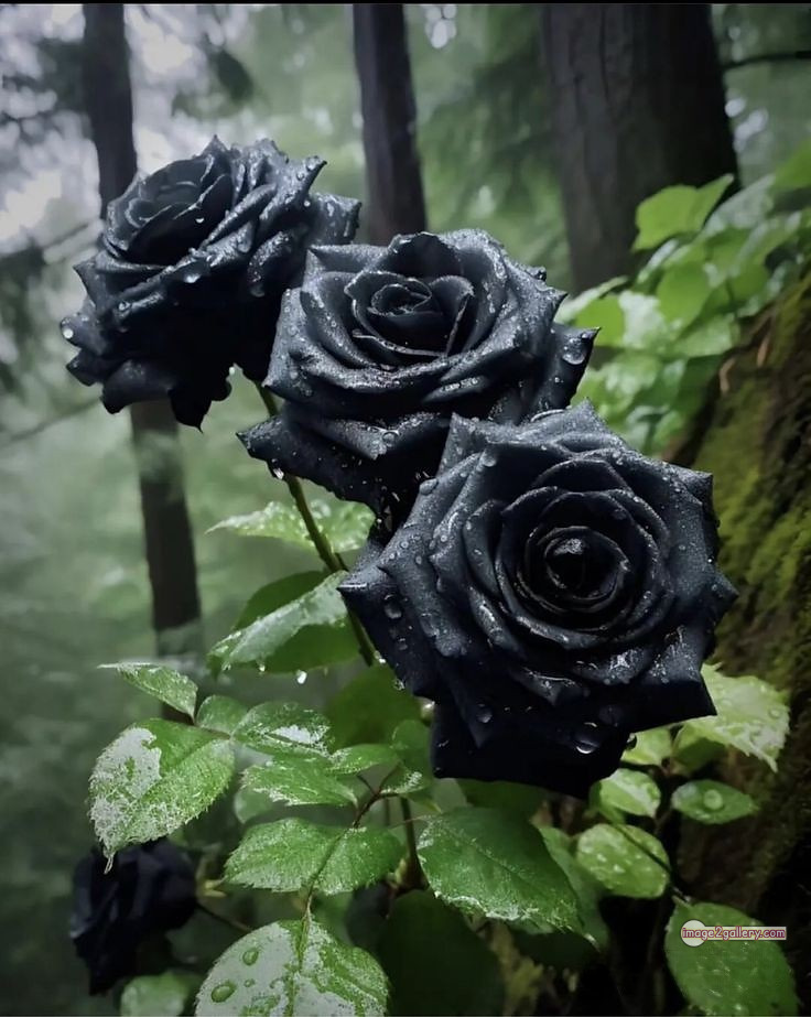 3300+ Beautiful Rose Flowers Image | Rose Flower HD Pic Download | 815 black rose bouquets -(6)