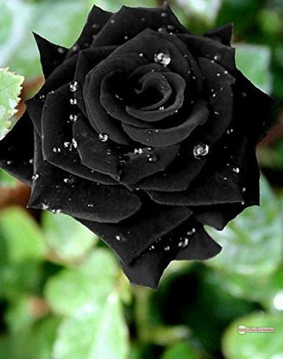 3300+ Beautiful Rose Flowers Image | Rose Flower HD Pic Download | 1509 black rose bouquets -(7)