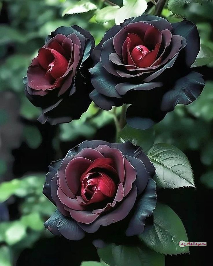 3300+ Beautiful Rose Flowers Image | Rose Flower HD Pic Download | 765 black rose bouquets -(8)