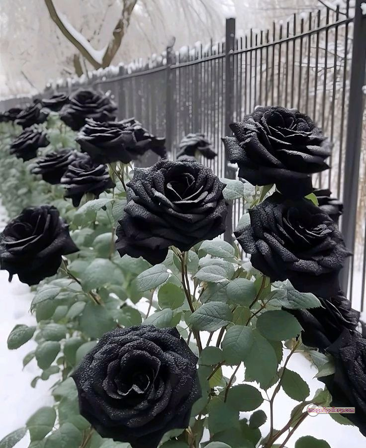 3300+ Beautiful Rose Flowers Image | Rose Flower HD Pic Download | 2153 black rose flower -(1)