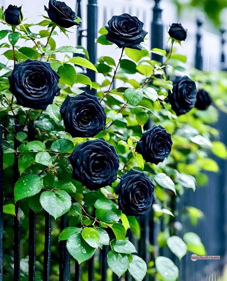 3300+ Beautiful Rose Flowers Image | Rose Flower HD Pic Download | 1497 black rose flower -(10)
