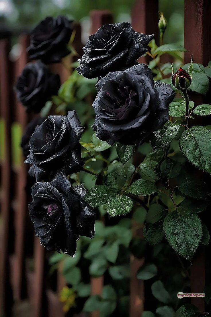 3300+ Beautiful Rose Flowers Image | Rose Flower HD Pic Download | 1564 black rose flower -(12)