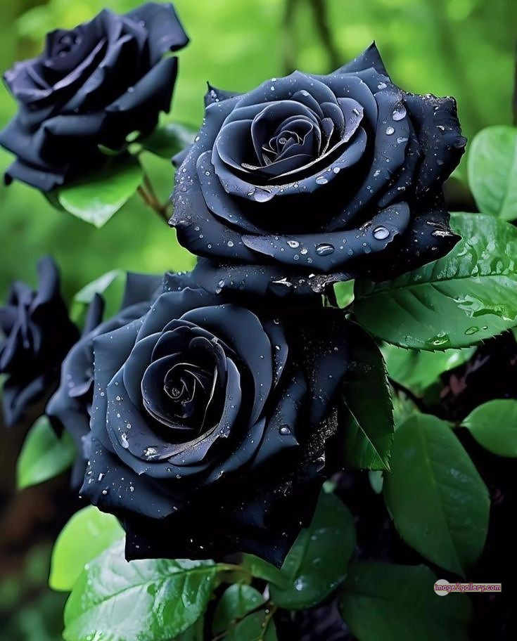 3300+ Beautiful Rose Flowers Image | Rose Flower HD Pic Download | 1175 black rose flower -(13)