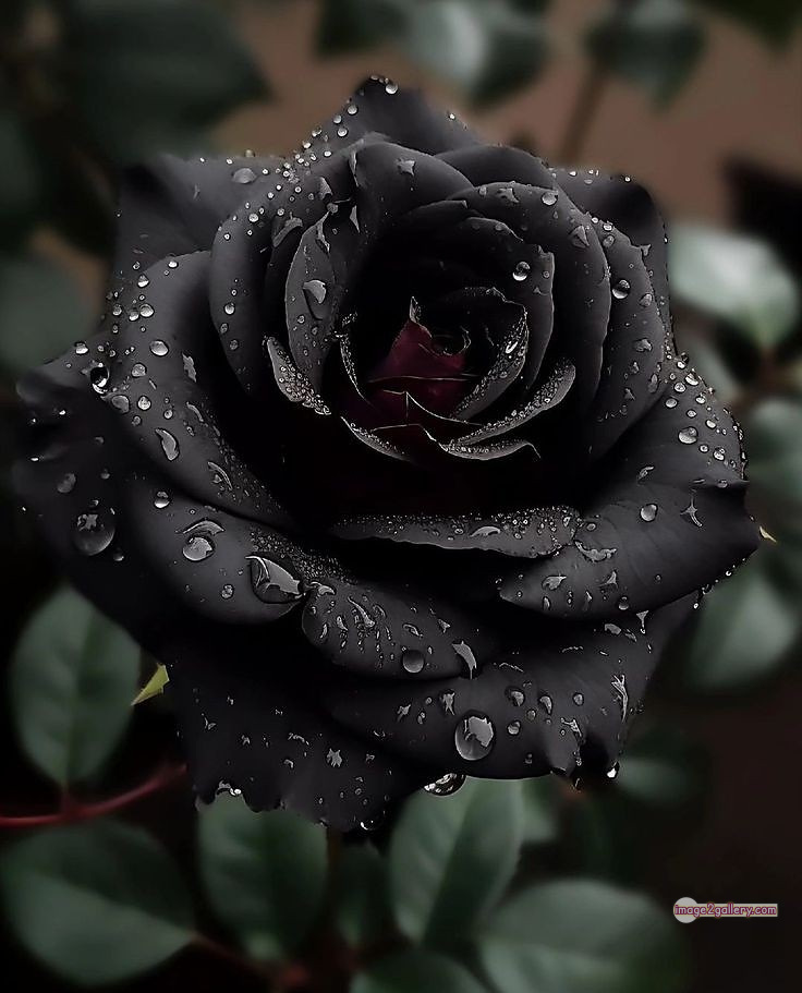 3300+ Beautiful Rose Flowers Image | Rose Flower HD Pic Download | 1567 black rose flower -(14)