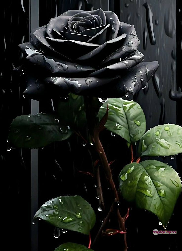 3300+ Beautiful Rose Flowers Image | Rose Flower HD Pic Download | 1150 black rose flower -(15)