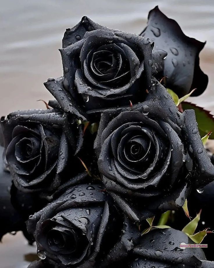 3300+ Beautiful Rose Flowers Image | Rose Flower HD Pic Download | 1635 black rose flower -(19)