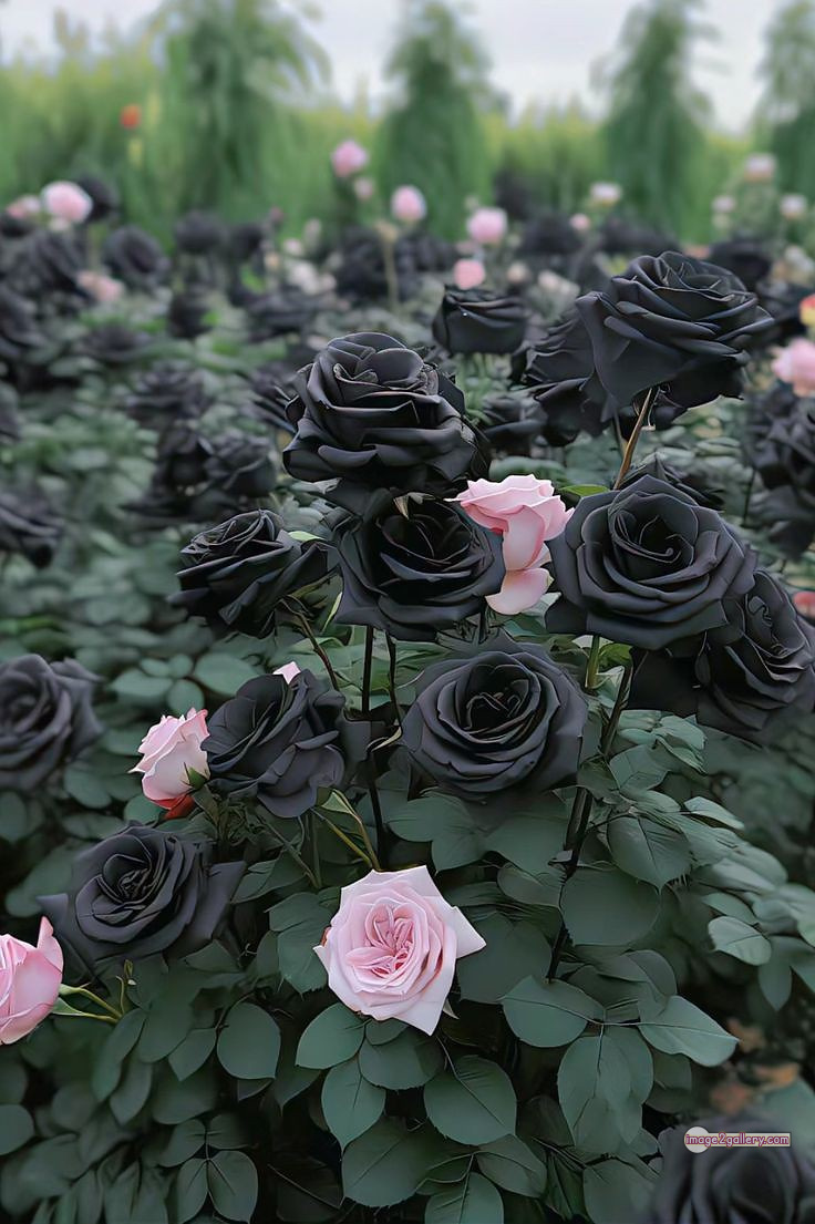 3300+ Beautiful Rose Flowers Image | Rose Flower HD Pic Download | 1498 black rose flower -(2)