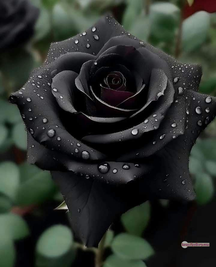 3300+ Beautiful Rose Flowers Image | Rose Flower HD Pic Download | 1046 black rose flower -(22)