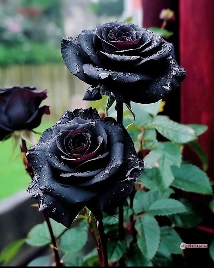 3300+ Beautiful Rose Flowers Image | Rose Flower HD Pic Download | 1637 black rose flower -(23)