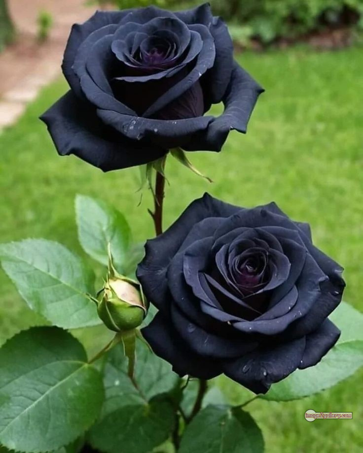 3300+ Beautiful Rose Flowers Image | Rose Flower HD Pic Download | 60 black rose flower -(25)