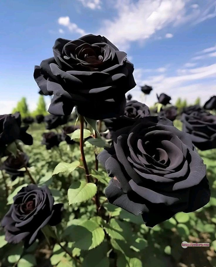 3300+ Beautiful Rose Flowers Image | Rose Flower HD Pic Download | 759 black rose flower -(3)