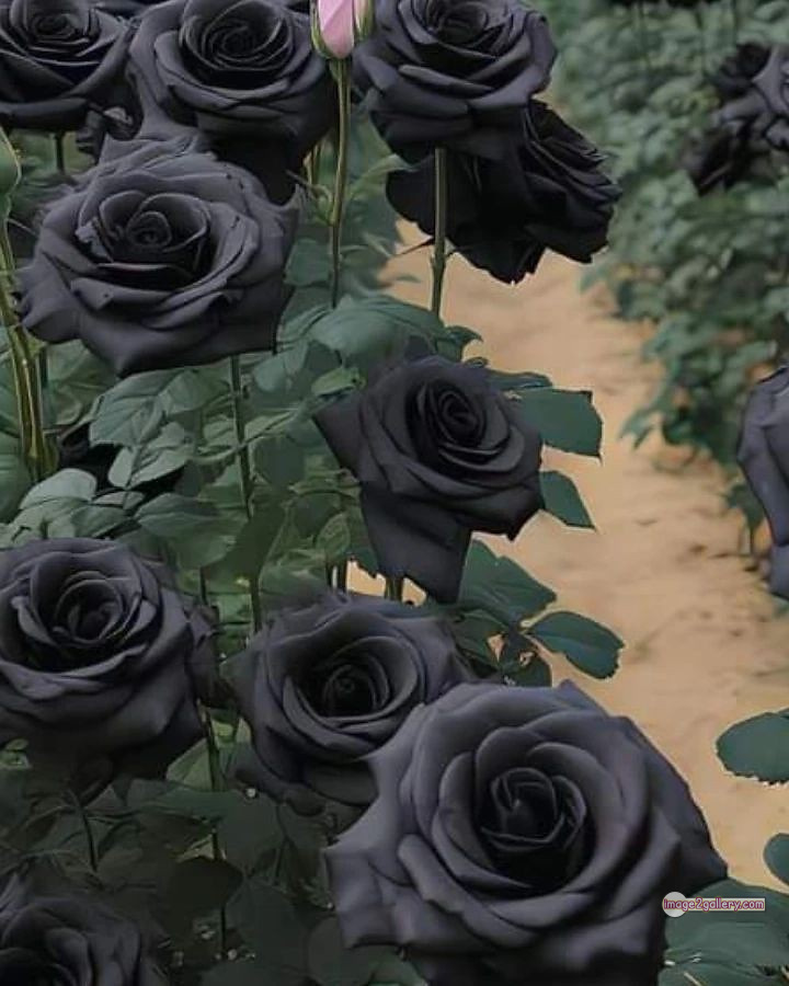 3300+ Beautiful Rose Flowers Image | Rose Flower HD Pic Download | 760 black rose flower -(4)