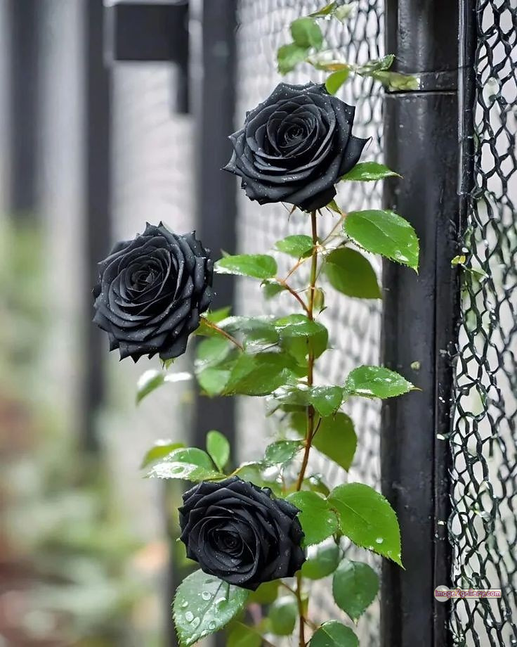 3300+ Beautiful Rose Flowers Image | Rose Flower HD Pic Download | 763 black rose flower -(6)