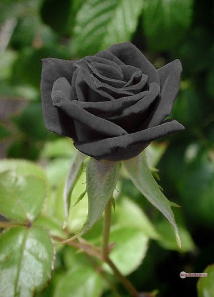 3300+ Beautiful Rose Flowers Image | Rose Flower HD Pic Download | 2748 black rose hd photo -