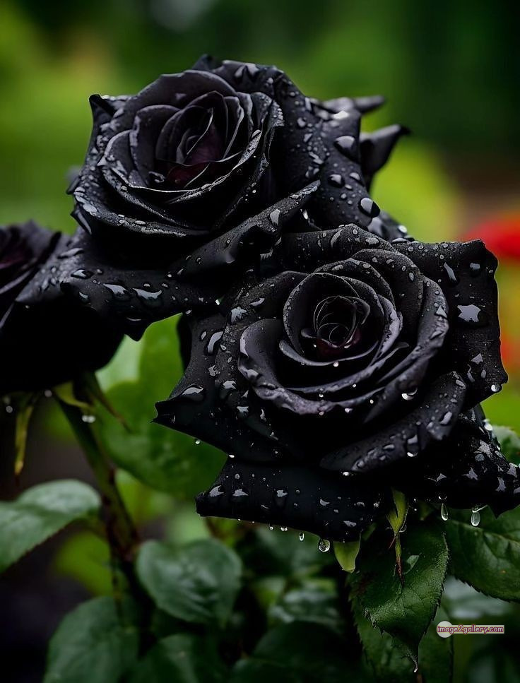 3300+ Beautiful Rose Flowers Image | Rose Flower HD Pic Download | 1070 black rose hd photo -(10)