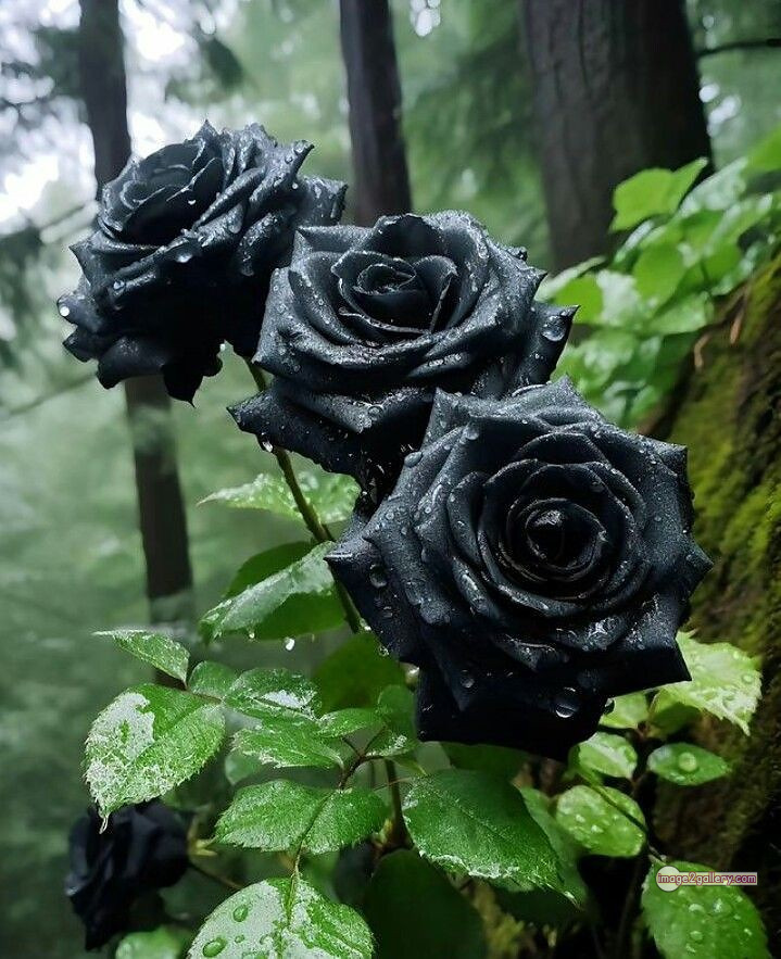 3300+ Beautiful Rose Flowers Image | Rose Flower HD Pic Download | 1044 black rose hd photo -(12)