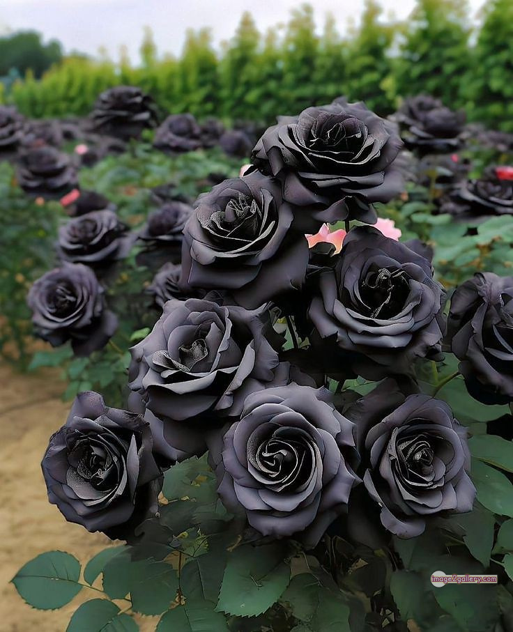 3300+ Beautiful Rose Flowers Image | Rose Flower HD Pic Download | 960 black rose hd photo -(14)