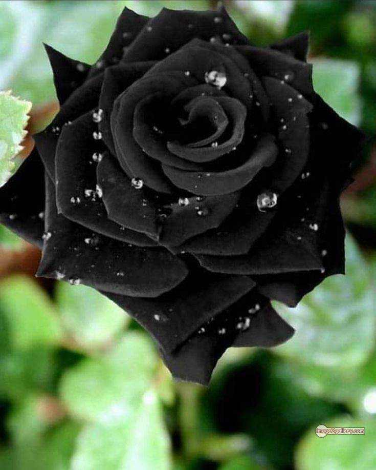 3300+ Beautiful Rose Flowers Image | Rose Flower HD Pic Download | 1145 black rose hd photo -(2)