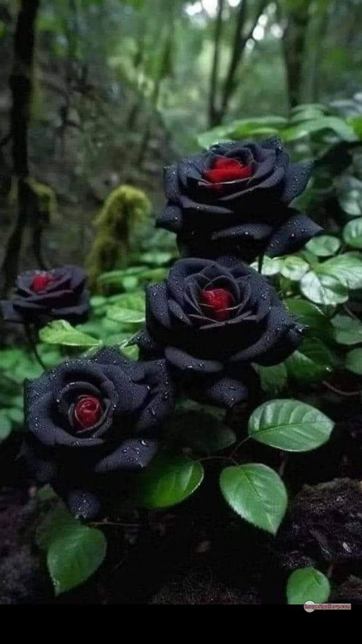 3300+ Beautiful Rose Flowers Image | Rose Flower HD Pic Download | 1144 black rose hd photo -(3)